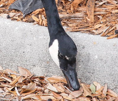 [The goose is bending to the ground in nearly the exact same pose as the prior photo. This is adult goose so it has full black on its head except for the 'saddle' area and for some white patches just above and in front of its eyes. It's picking up an acorn amid the leaves on the ground.]